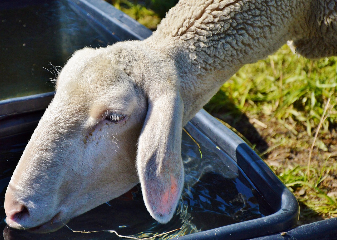 sheep schäfchen livestock free photo