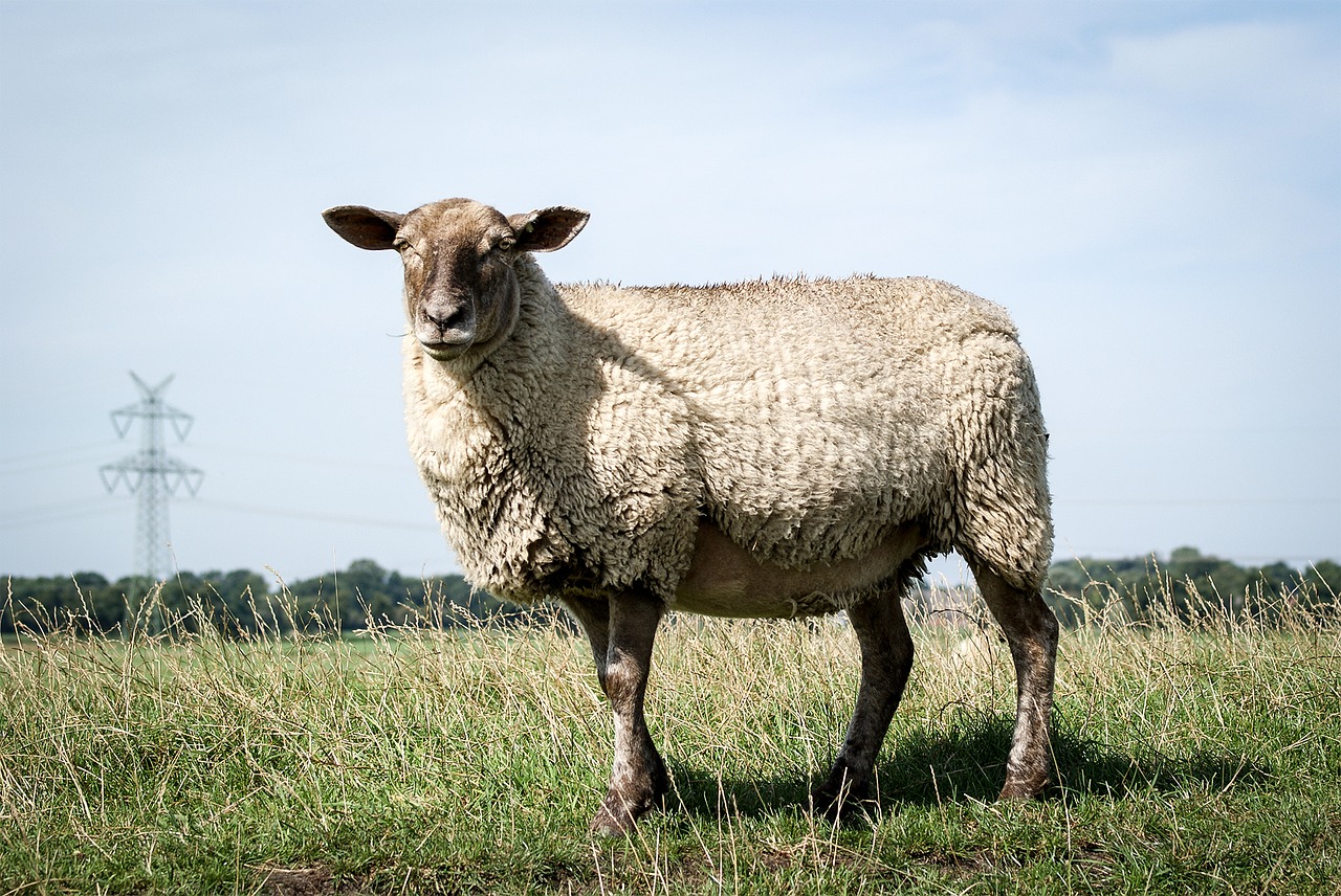 sheep pasture dike free photo