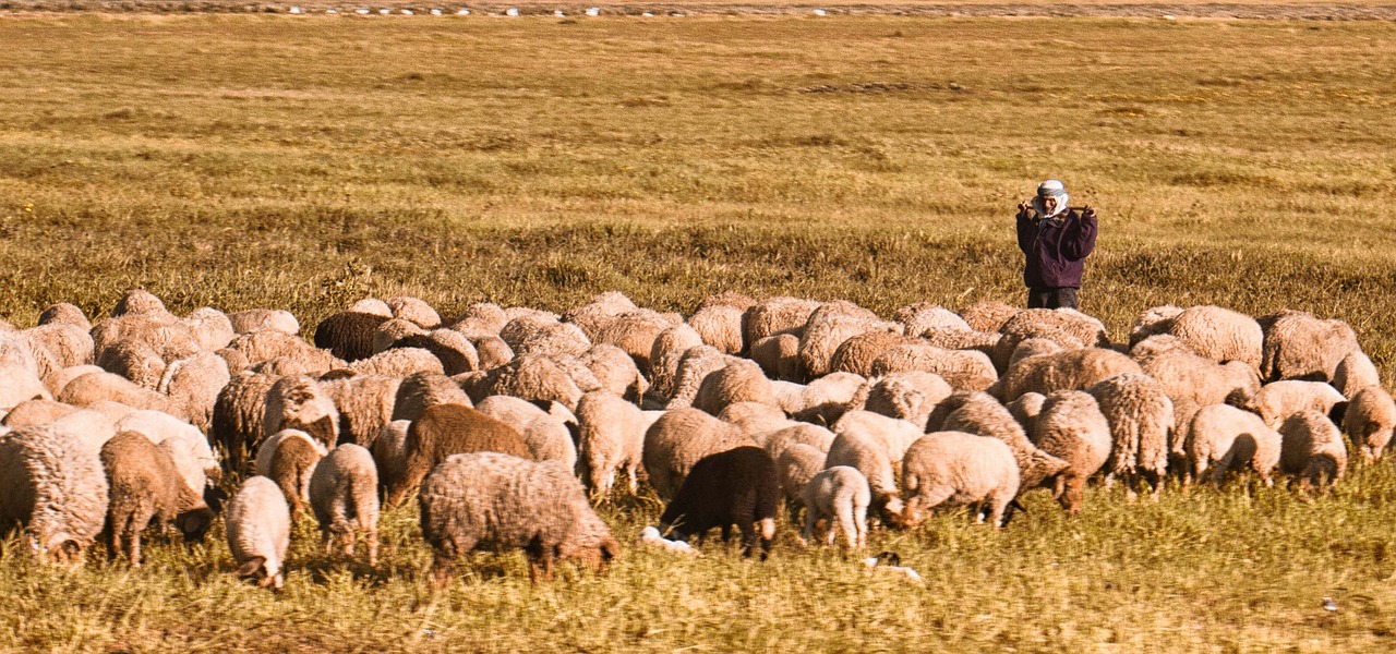 sheep tunisie animals free photo