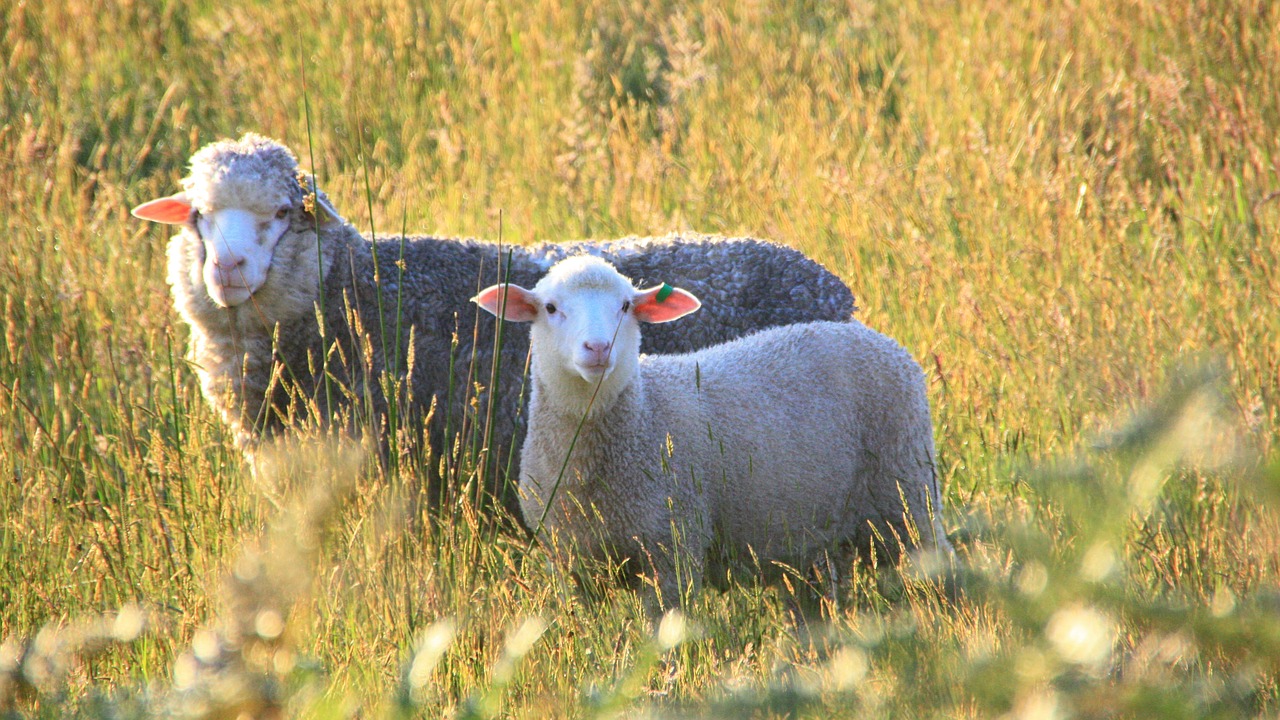 sheep pet prairie free photo
