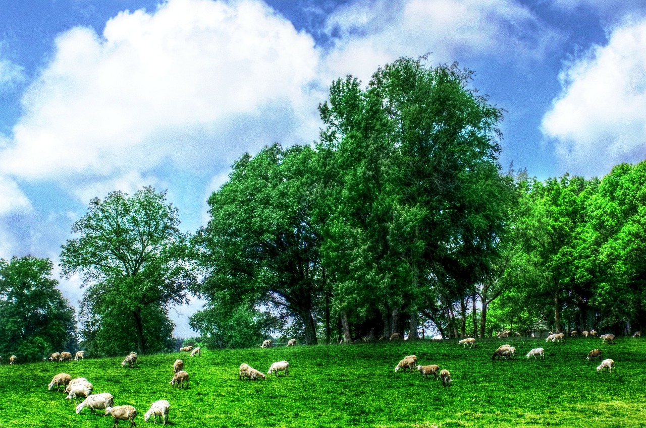 sheep field meddow free photo