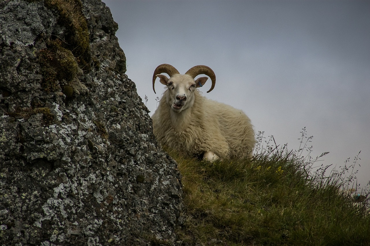 sheep iceland bock free photo