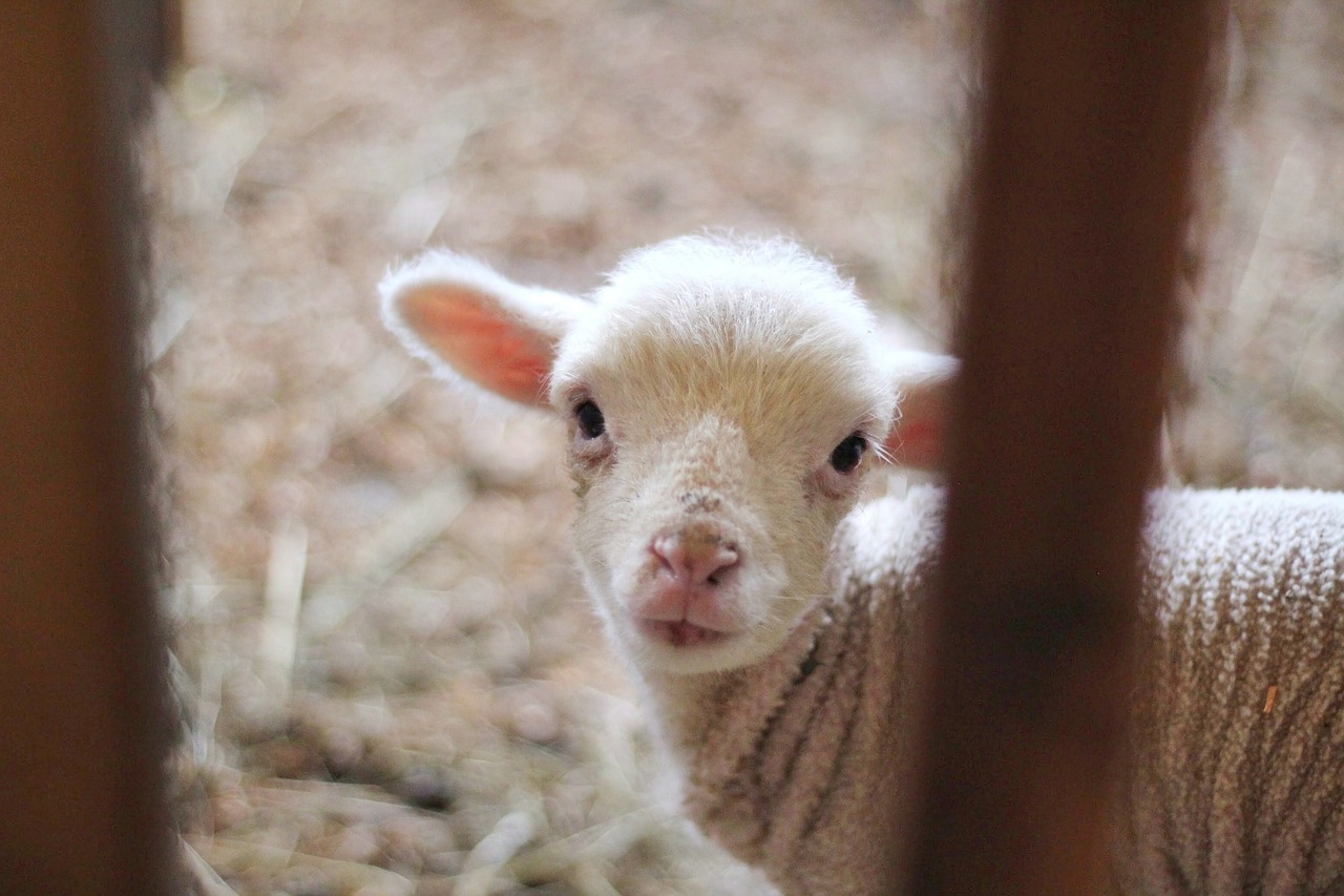 sheep lamb ram free photo