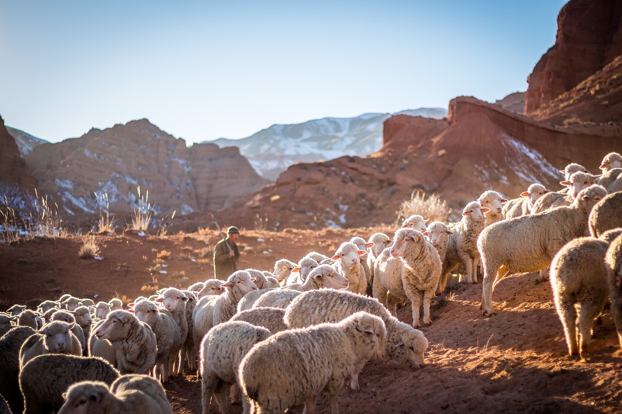 sheep animal lamb free photo