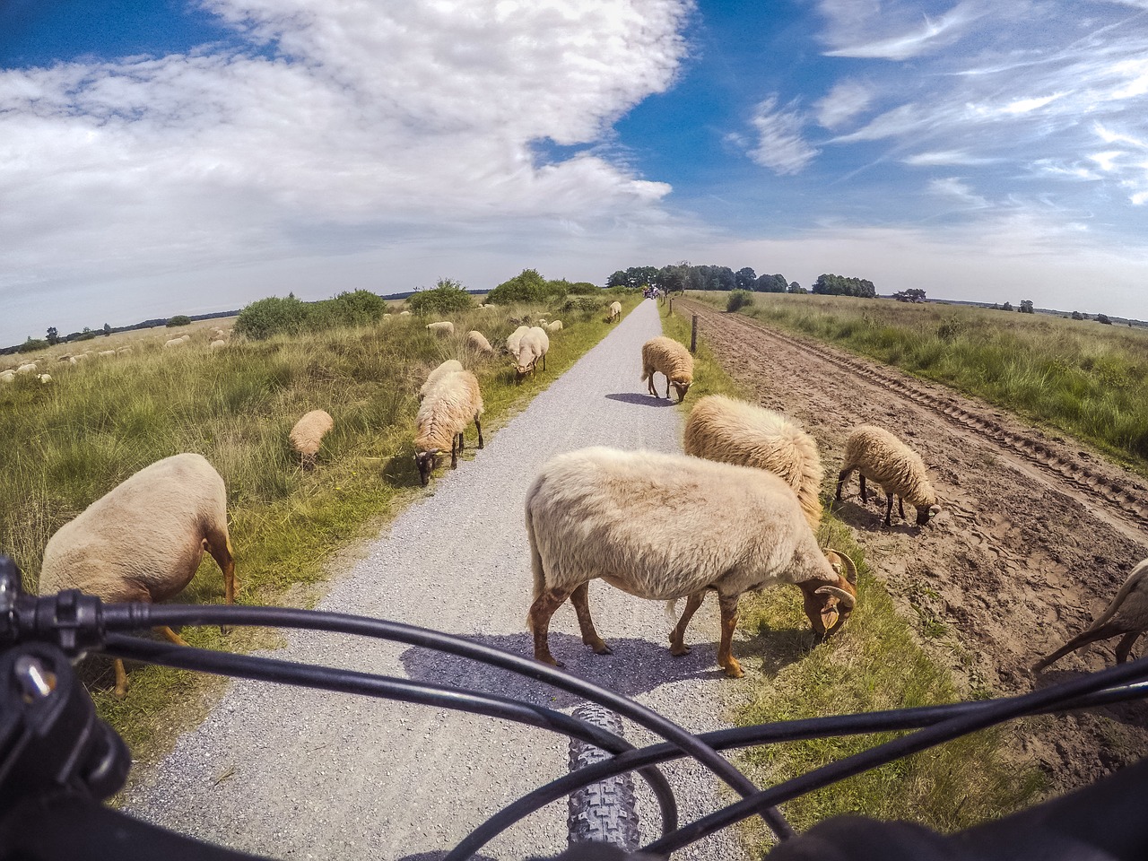 sheep bicycle road free photo