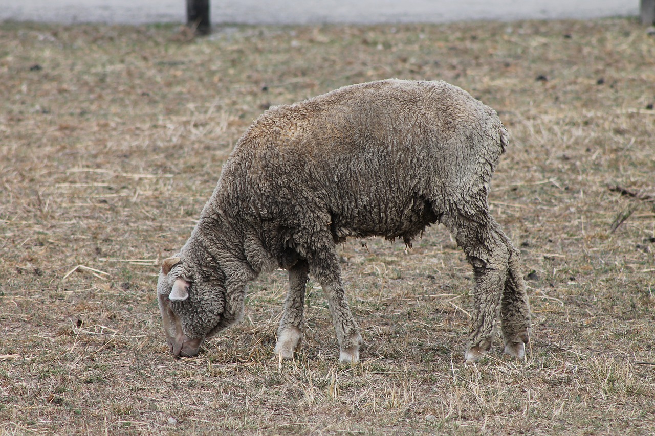 sheep graze farm free photo