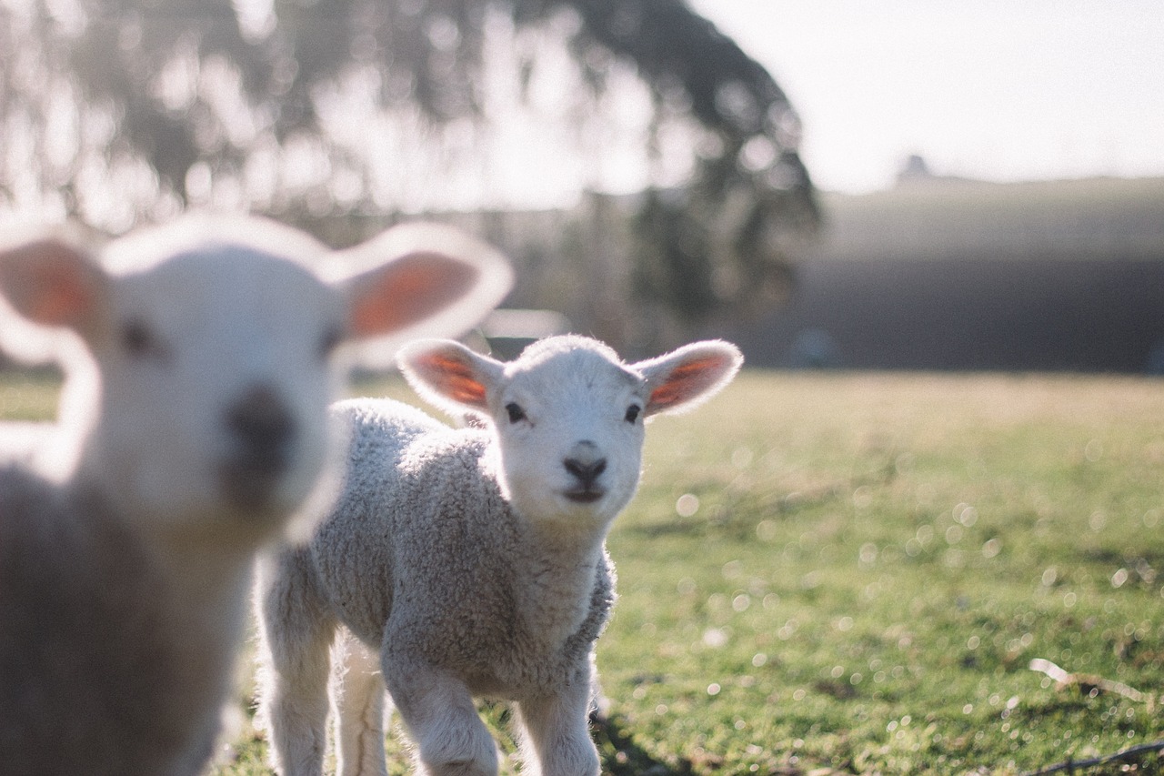 sheep animal green free photo