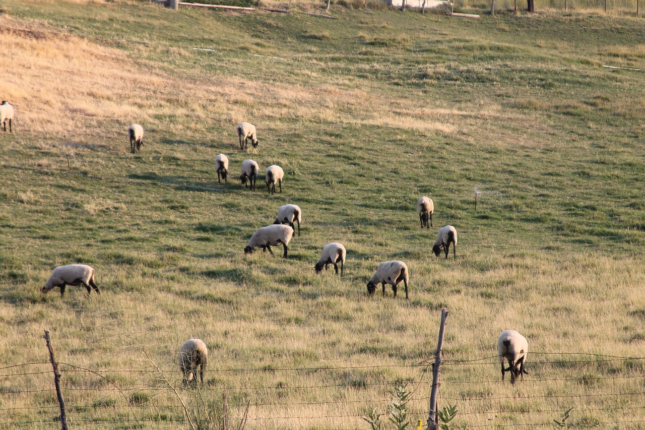 sheep animal farm free photo