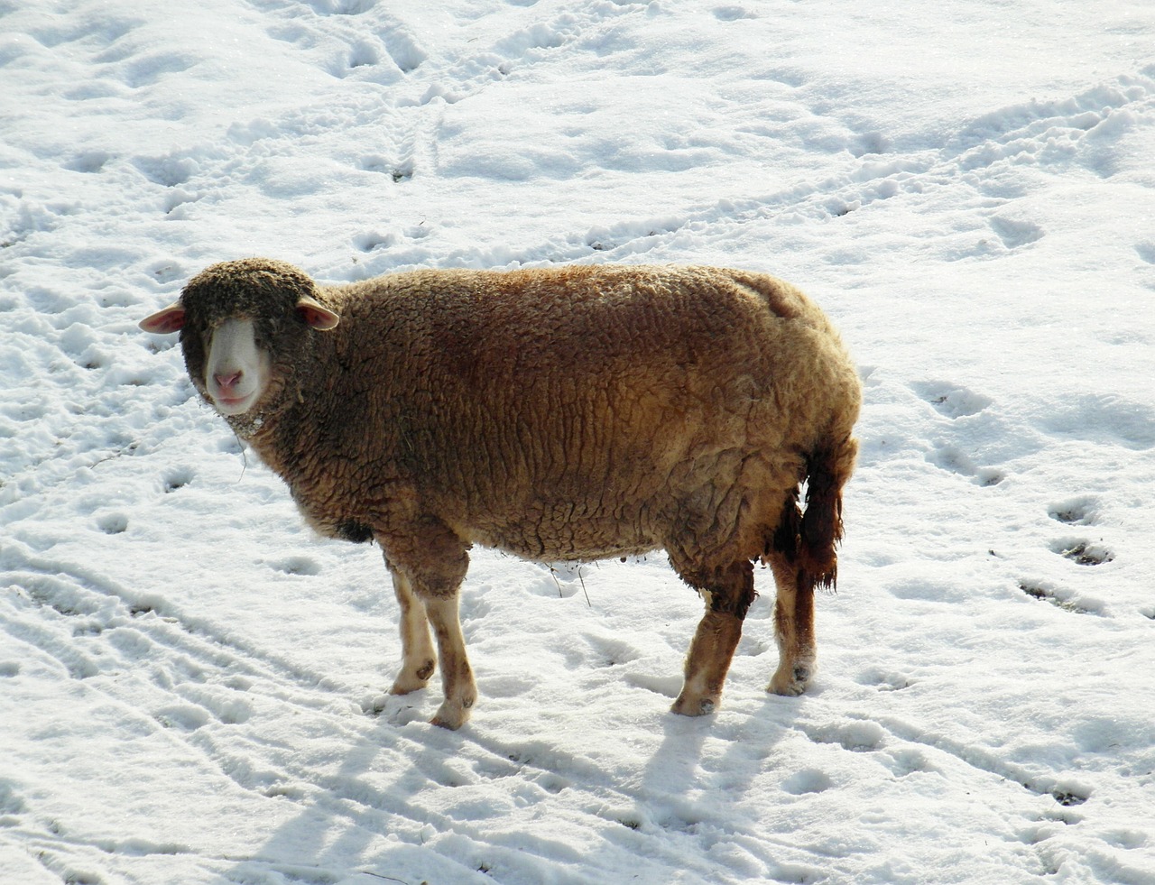 sheep winter snow free photo