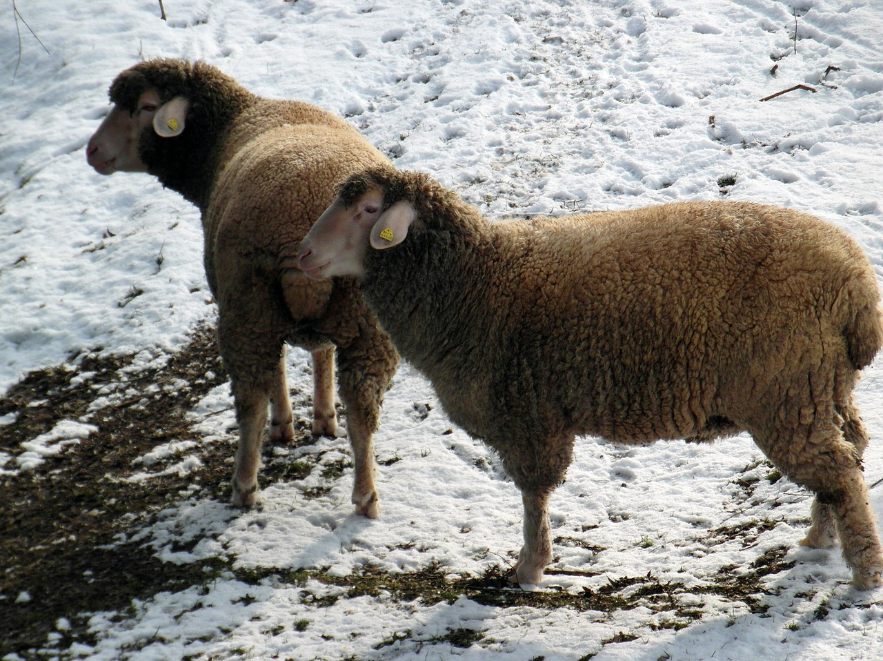 sheep winter pasture free photo