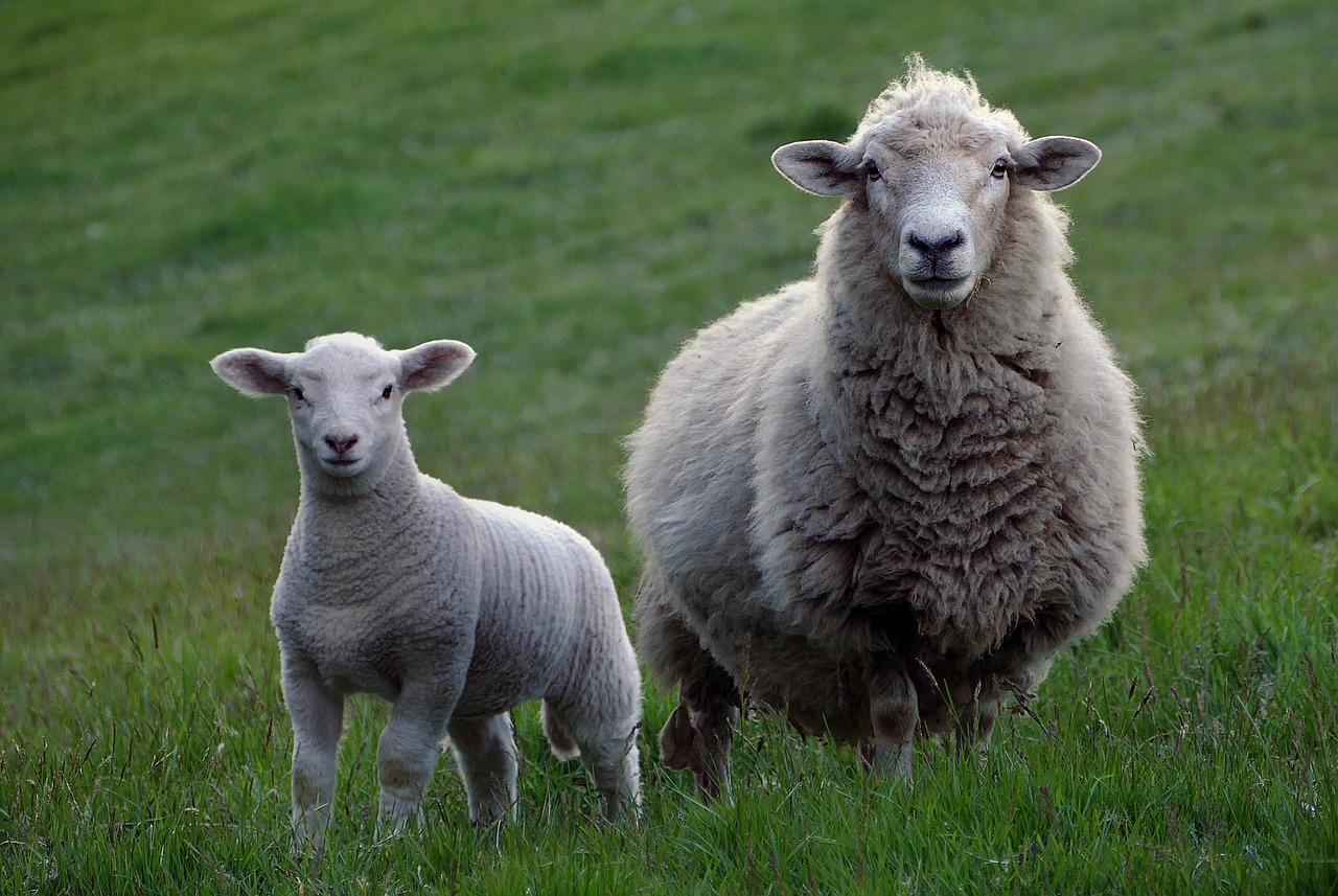 sheep agriculture farm free photo