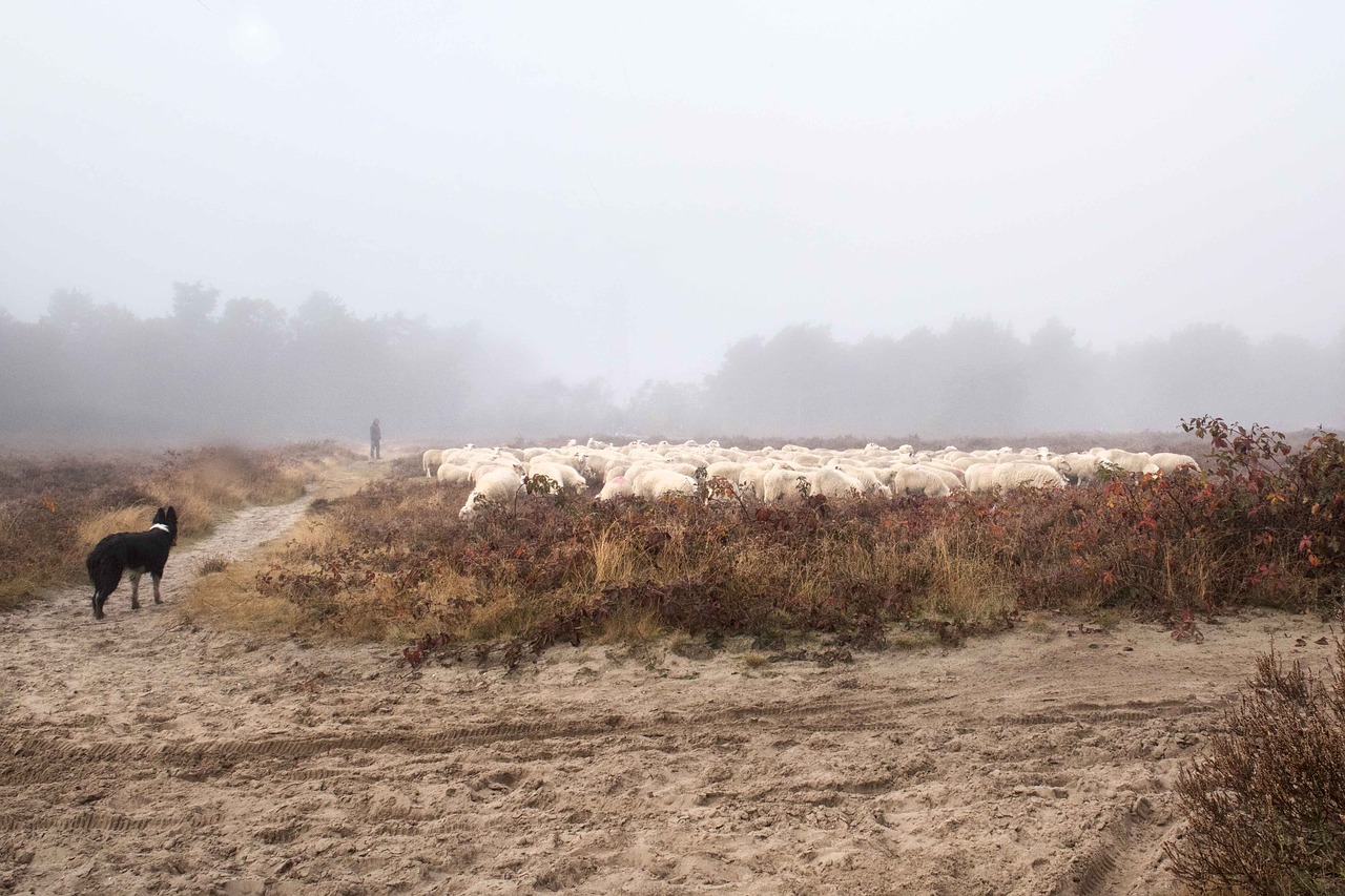 sheep field forest free photo