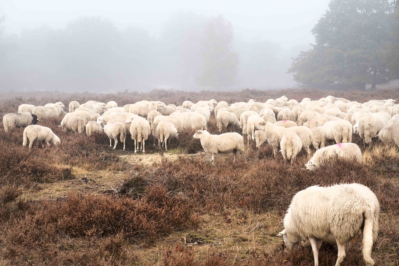 sheep field forest free photo