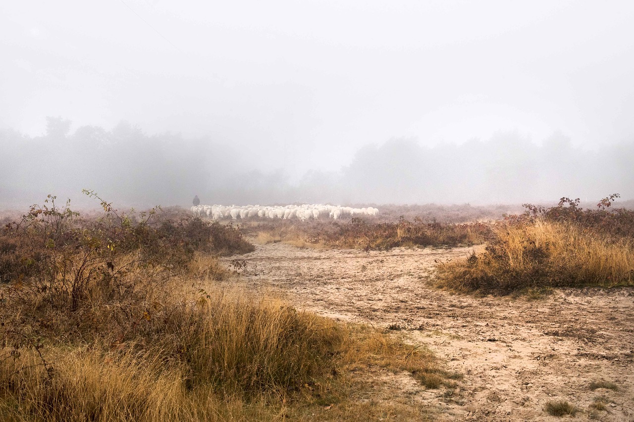 sheep field forest free photo