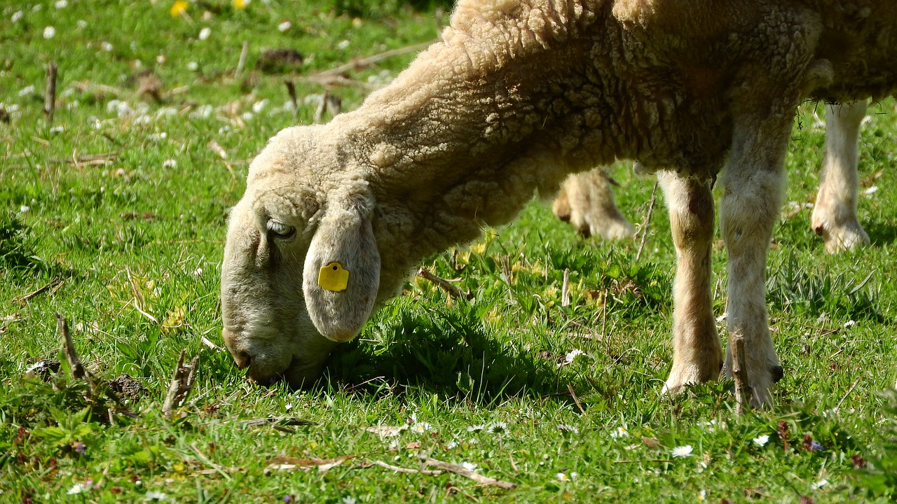 sheep graze grazing sheep free photo