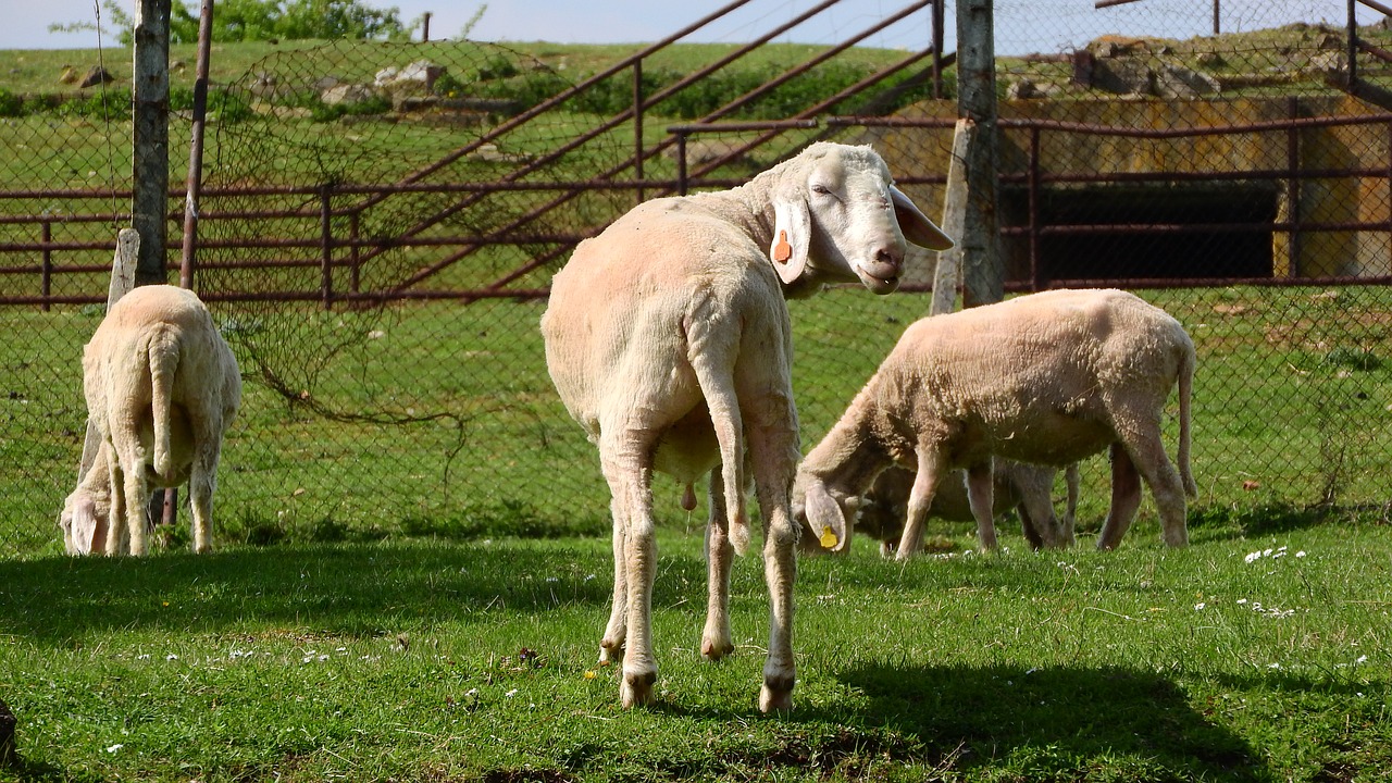 sheep graze grazing sheep free photo