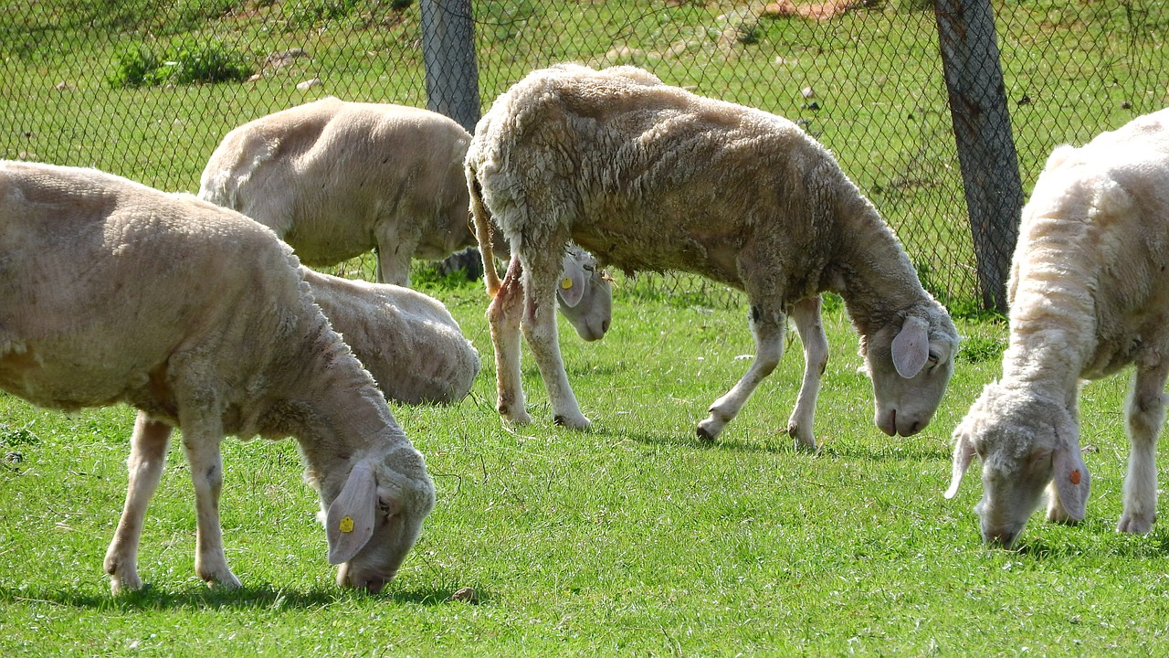 sheep graze grazing sheep free photo