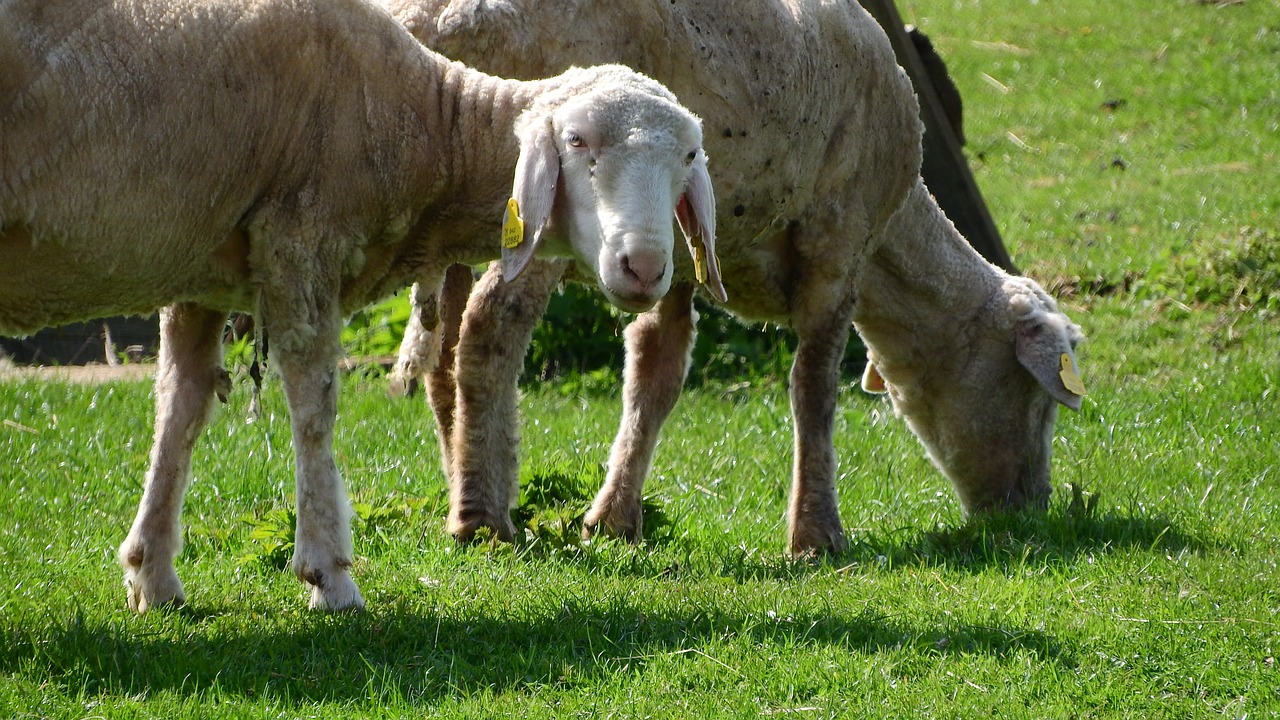 sheep the animal on the pasture farm animal free photo