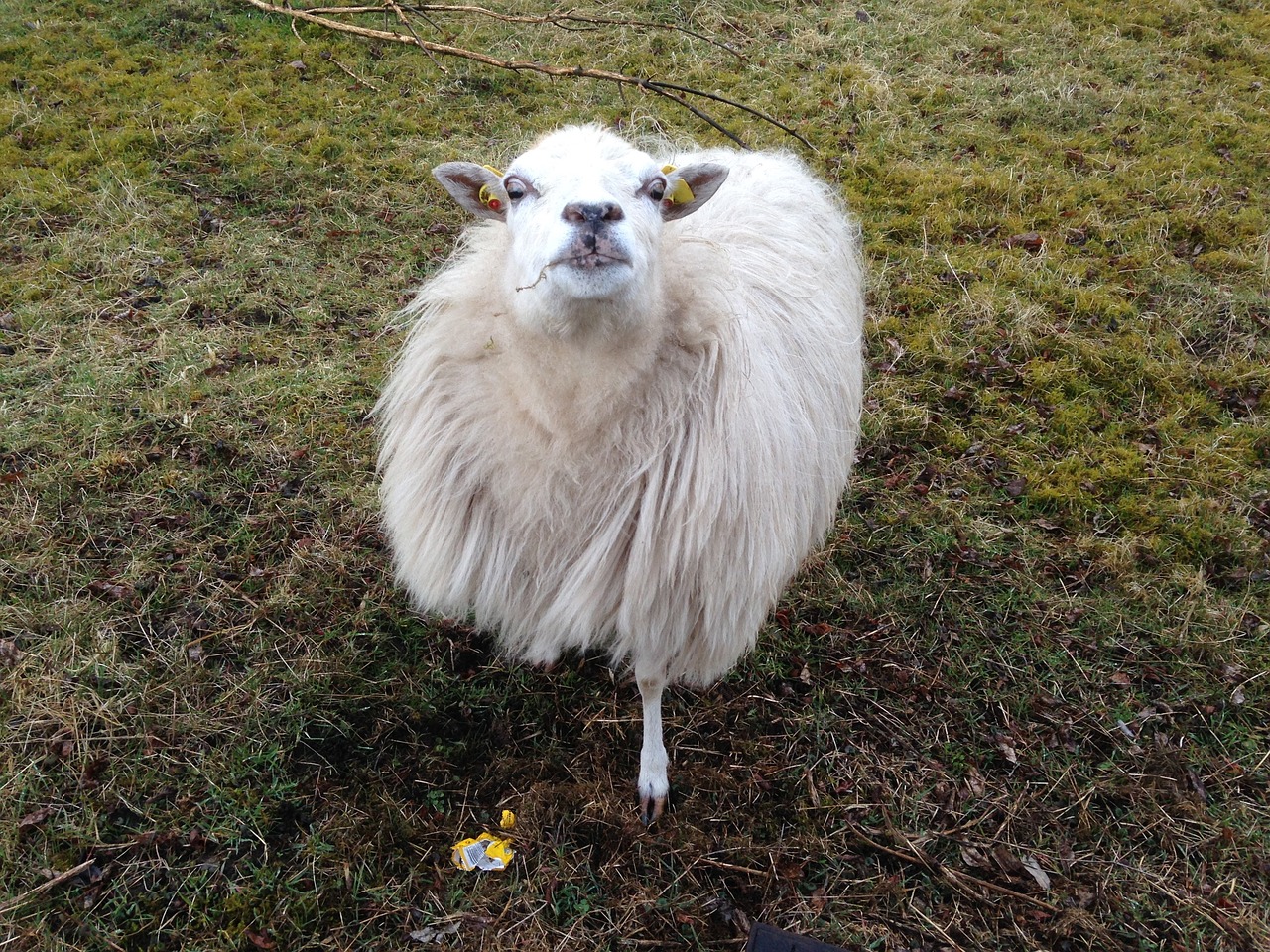 sheep watch sniffing free photo