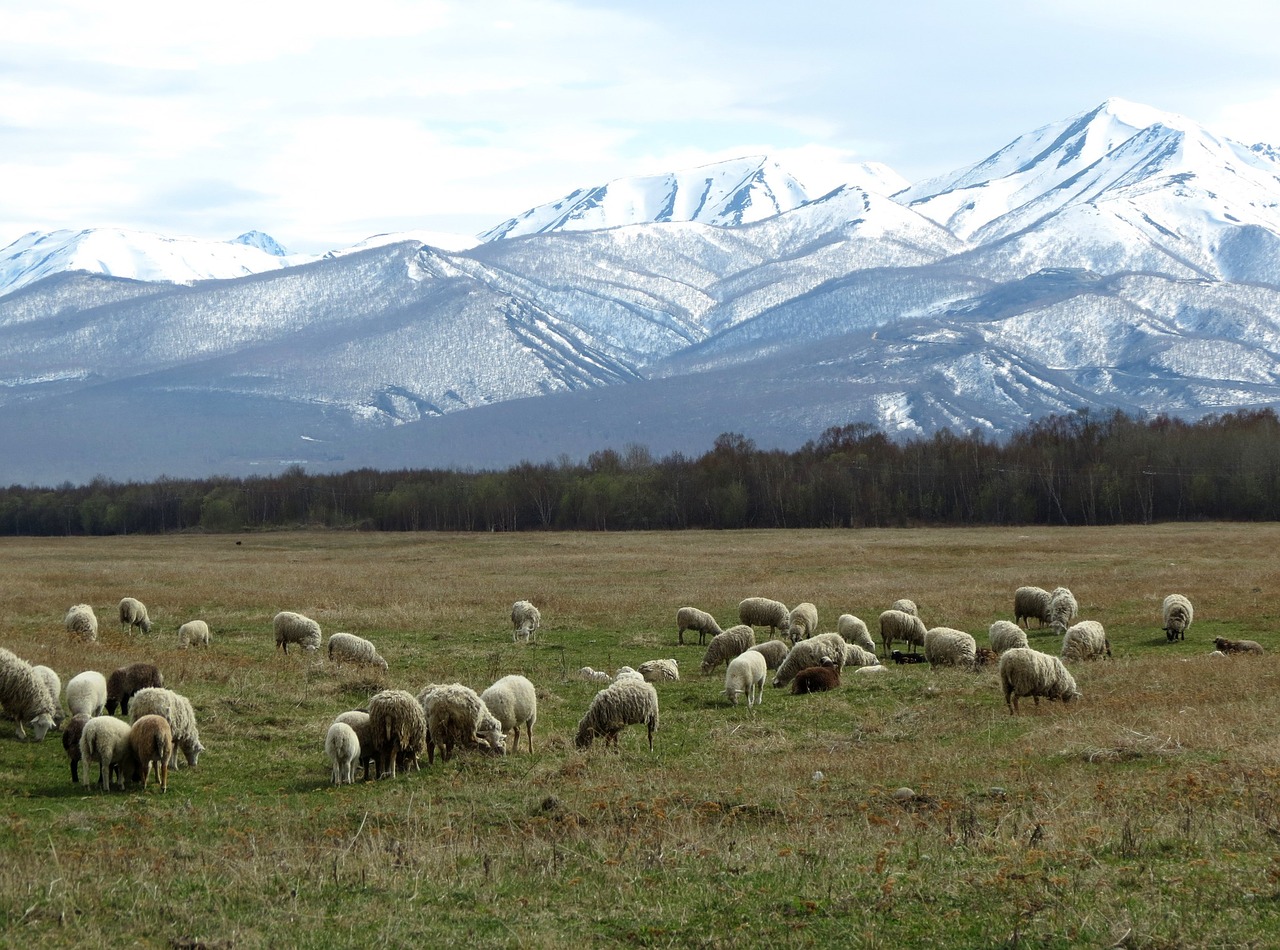 sheep flock pasture free photo