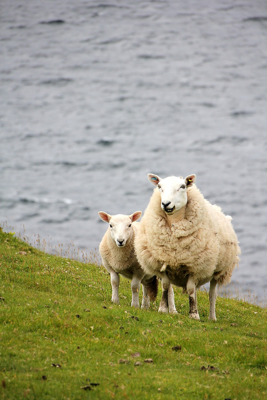 sheep lamb meadow free photo