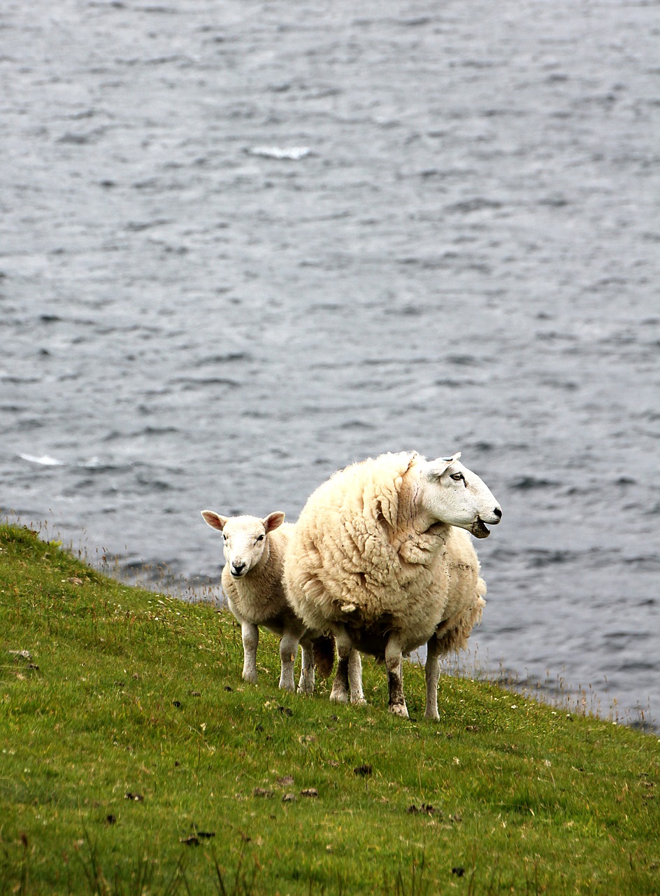 sheep lamb meadow free photo