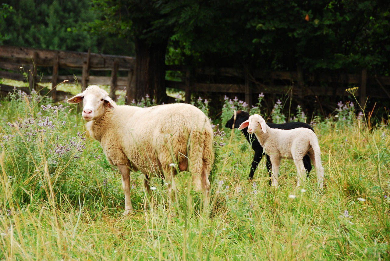 sheep meadow nature free photo