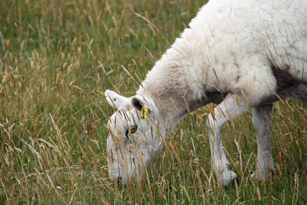 sheep wool farm free photo