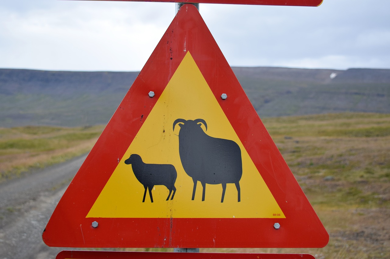 sheep lamb warning free photo