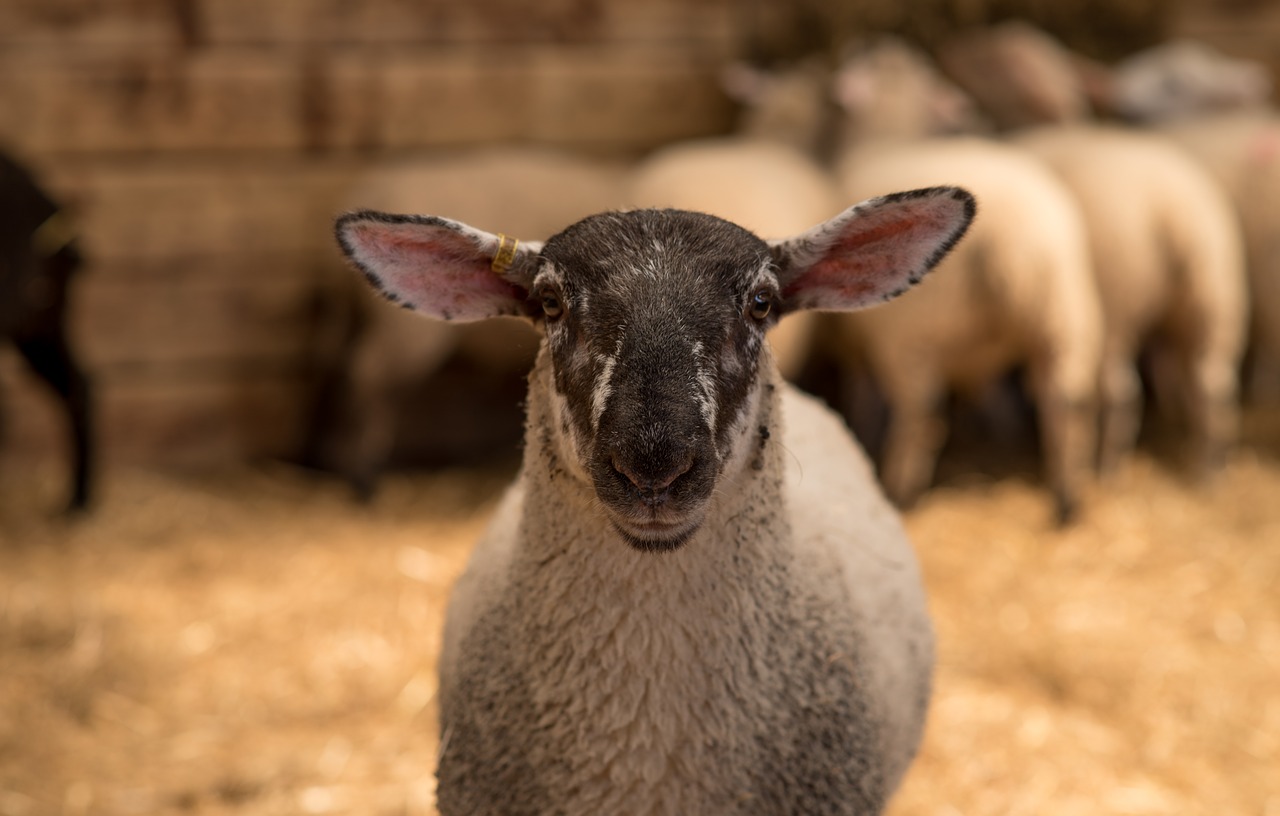 sheep animal farm free photo