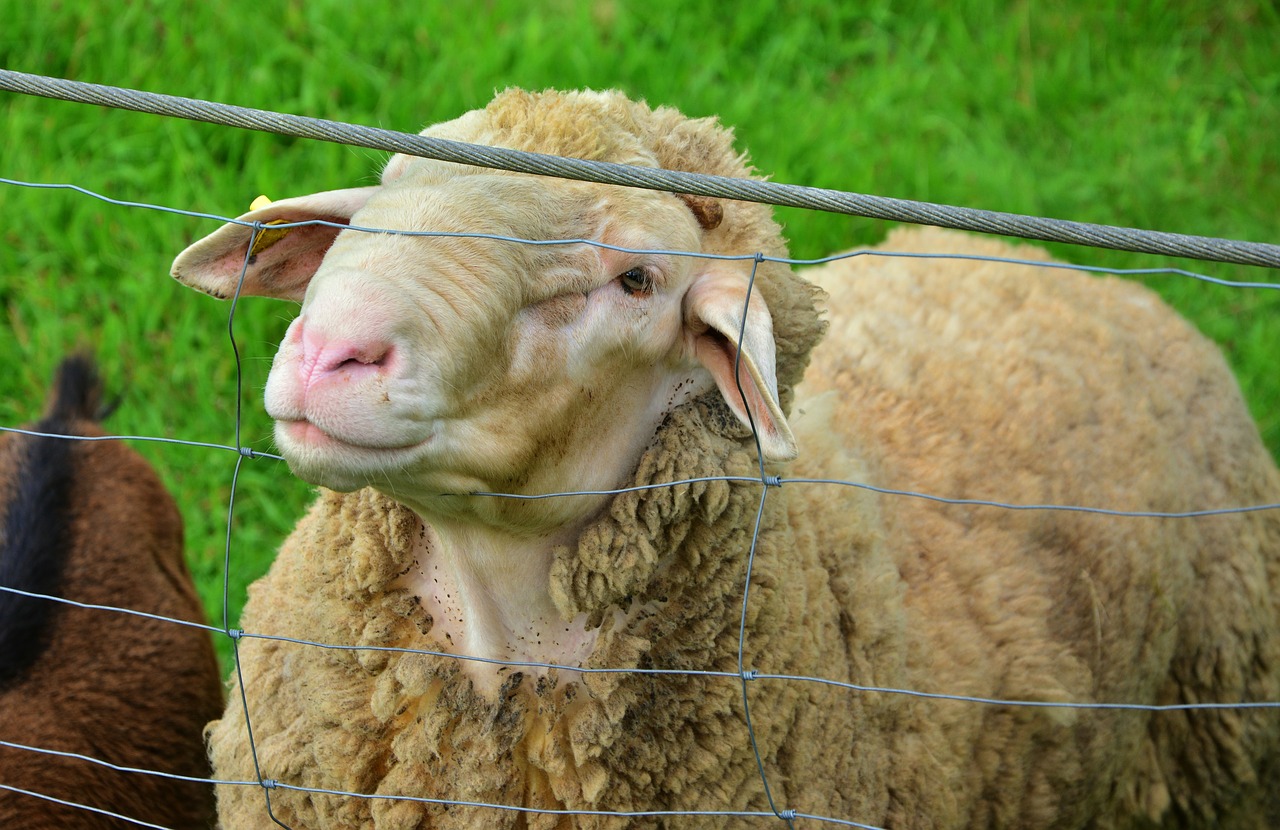 sheep farm livestock free photo