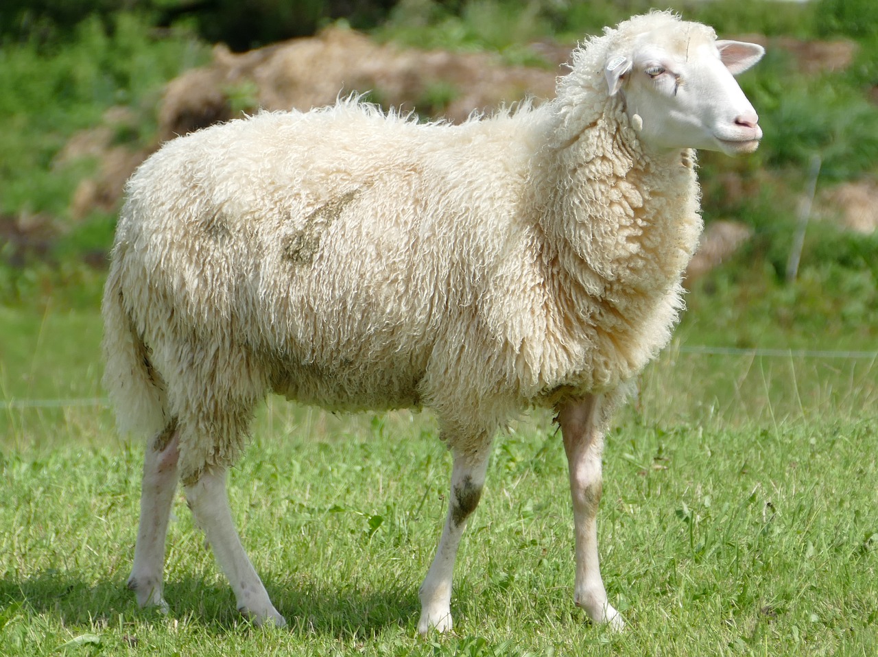 sheep wool sheepskin free photo
