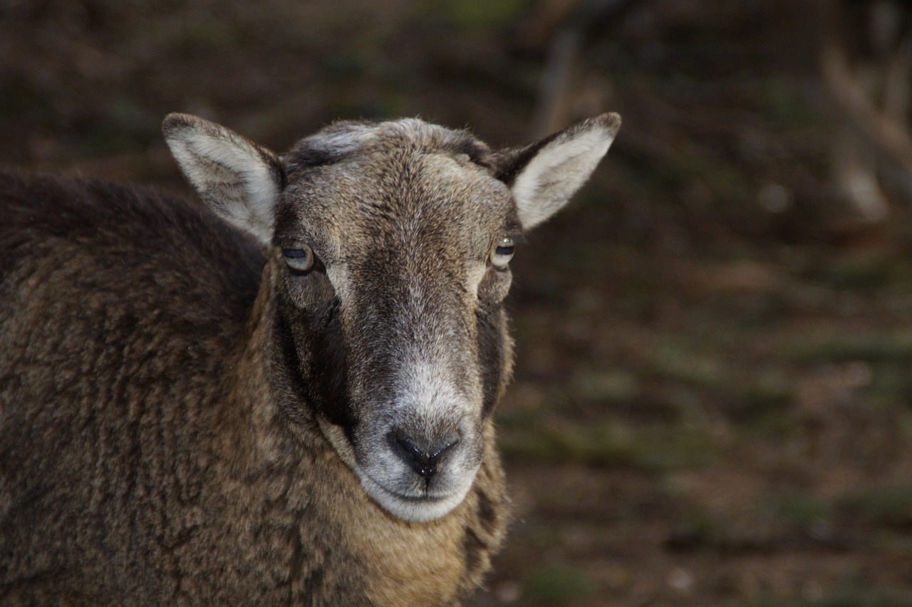 sheep fur head drawing free photo