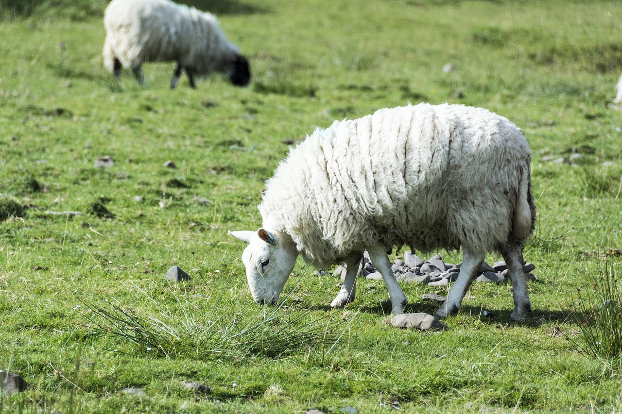 sheep wool woolly free photo