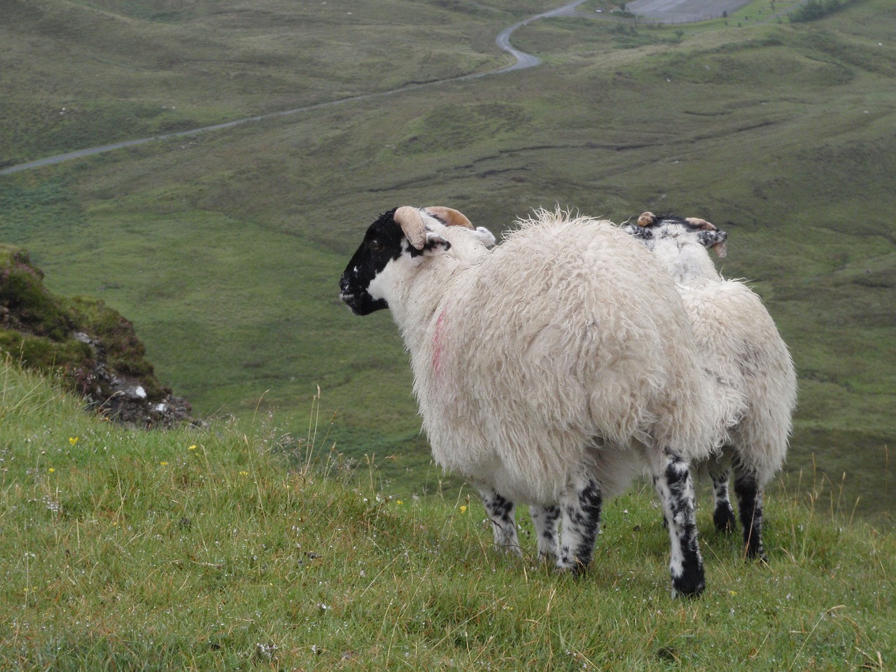 sheep scotland green free photo