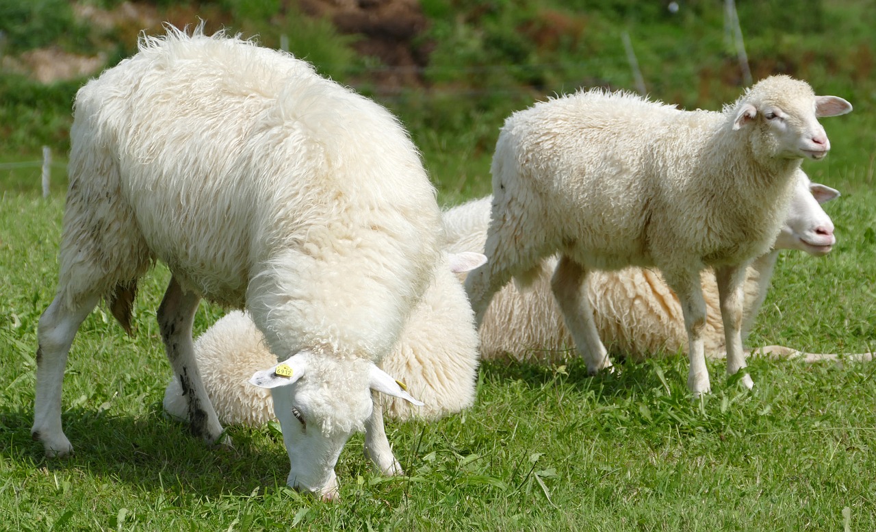 sheep sheepskin idyll free photo
