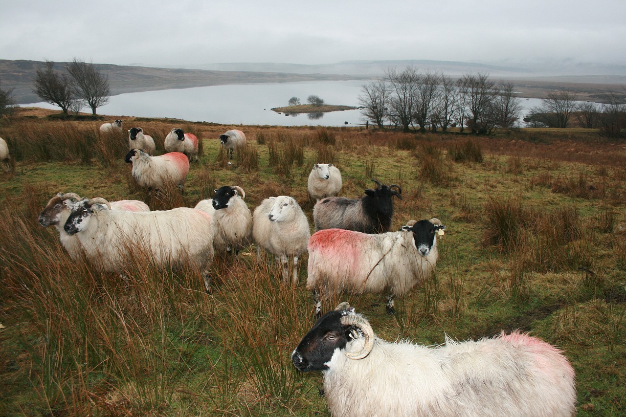 sheep ireland donegal free photo