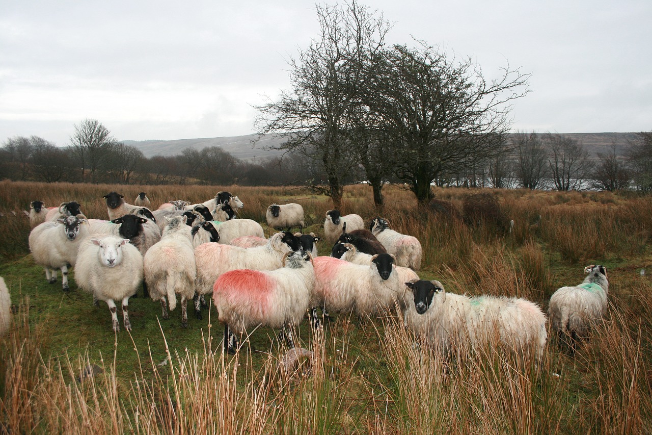 sheep ireland donegal free photo