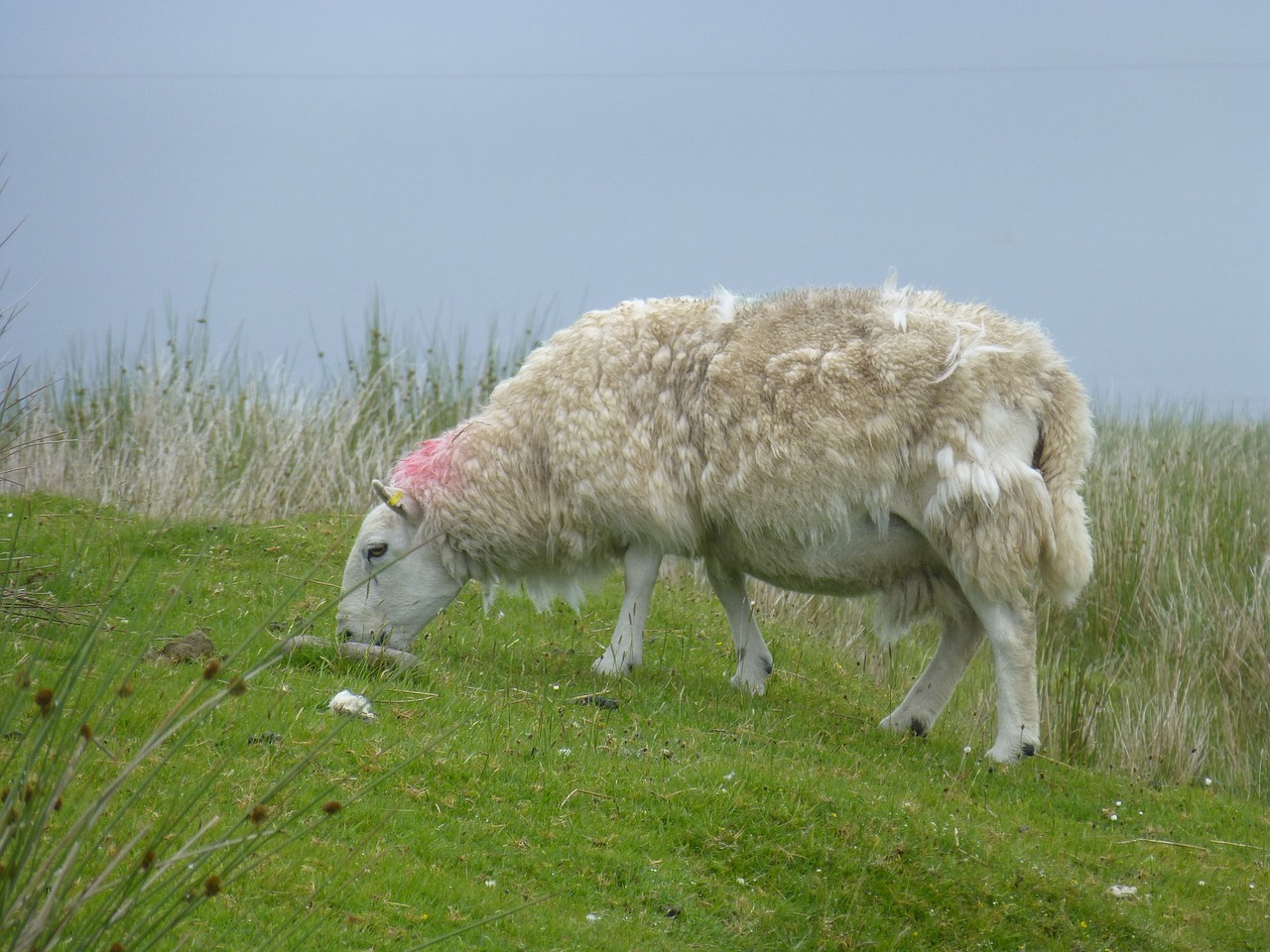 sheep scotland nature free photo