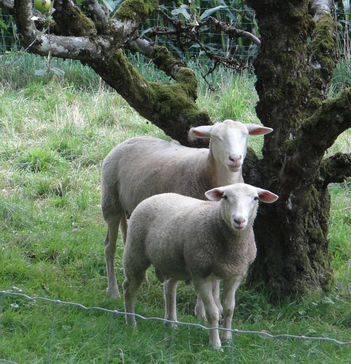 sheep weis nature free photo