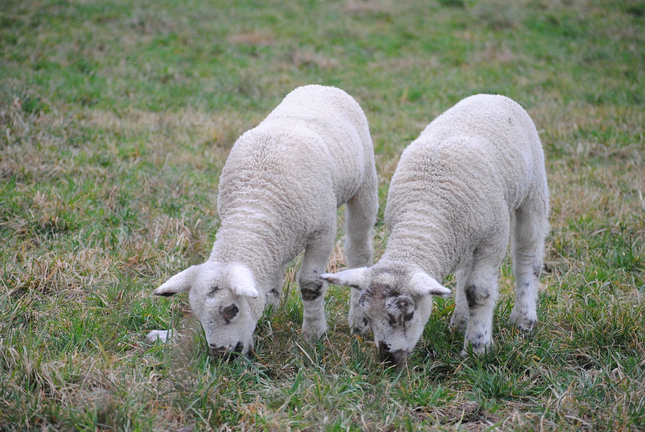 sheep animals twins free photo