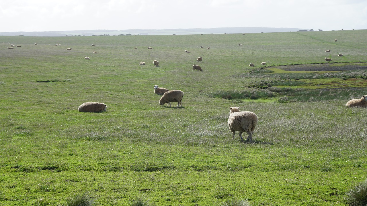 sheep green grass field free photo