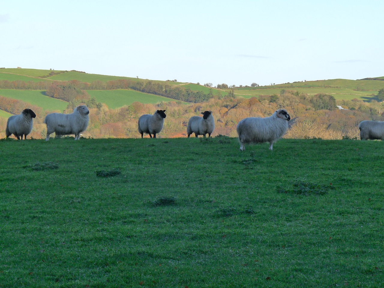 sheep ireland nature free photo