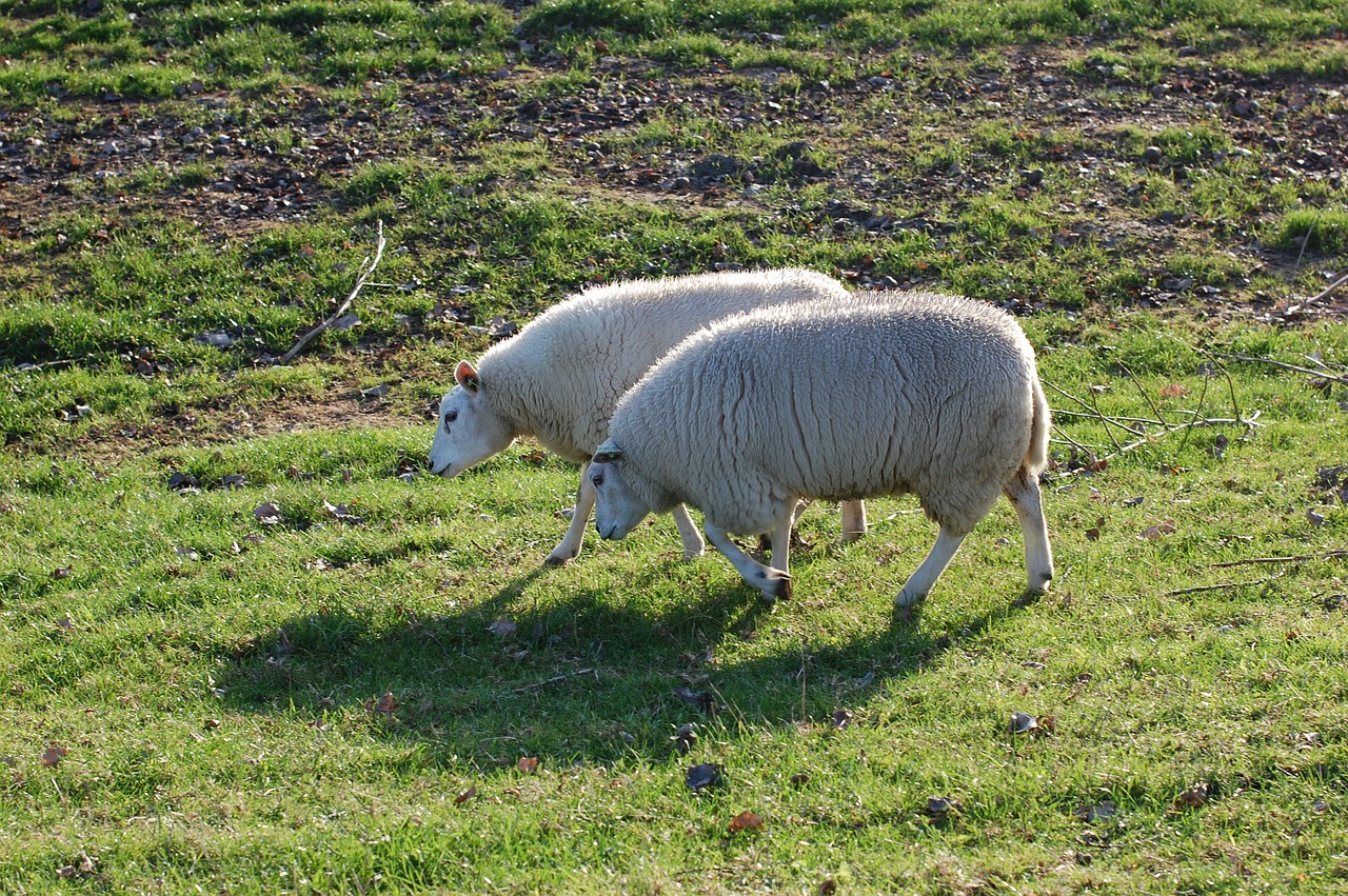 sheep pasture green free photo