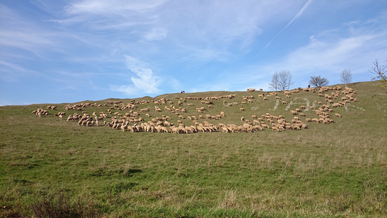 sheep flock of sheep flock free photo