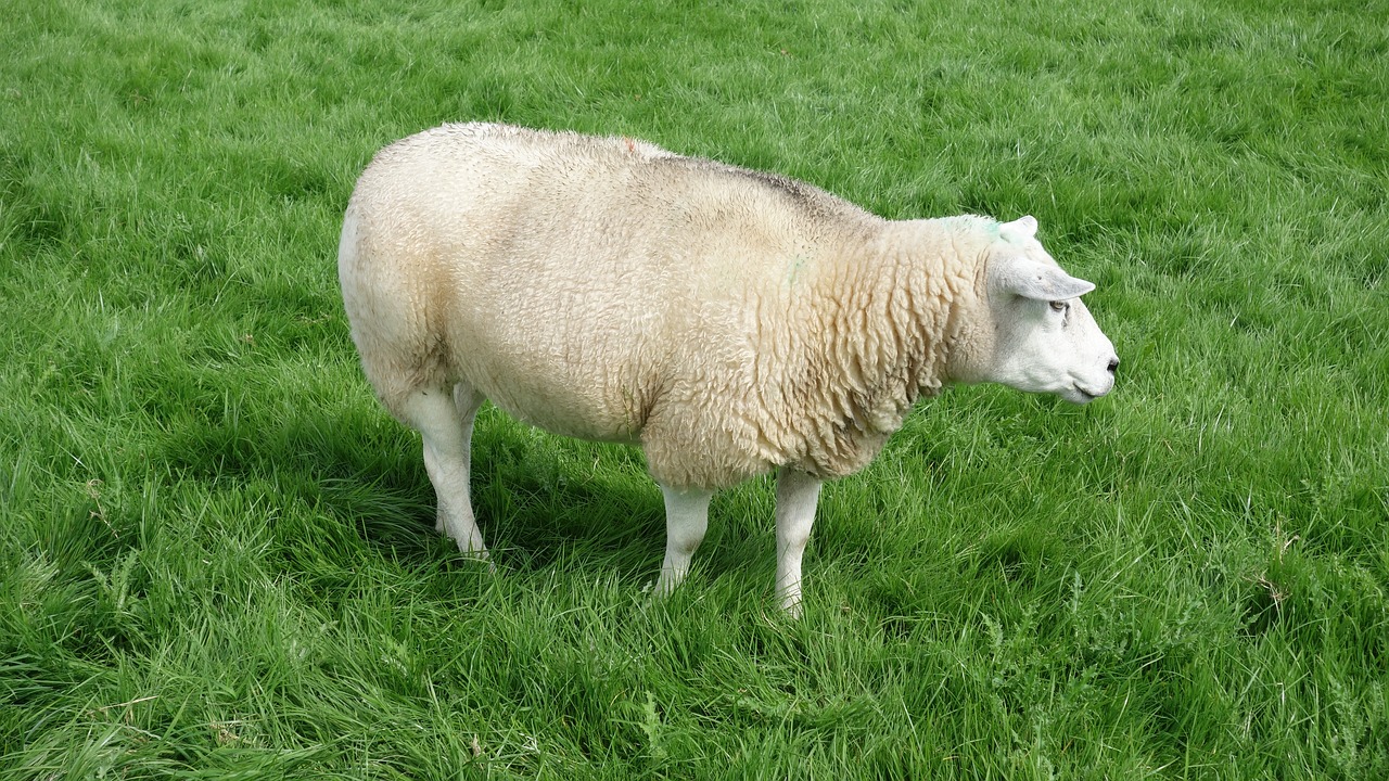 sheep wool meadow free photo