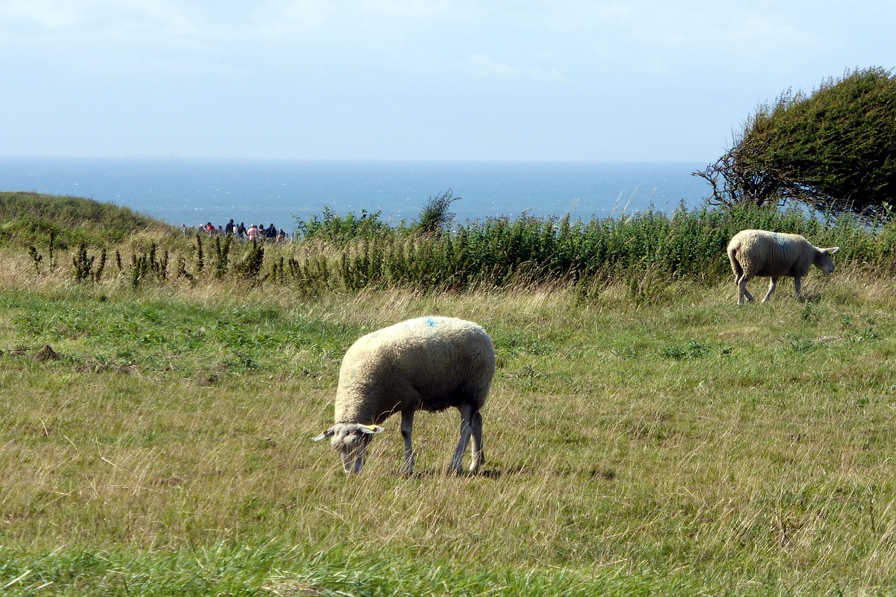 sheep sea landscape free photo