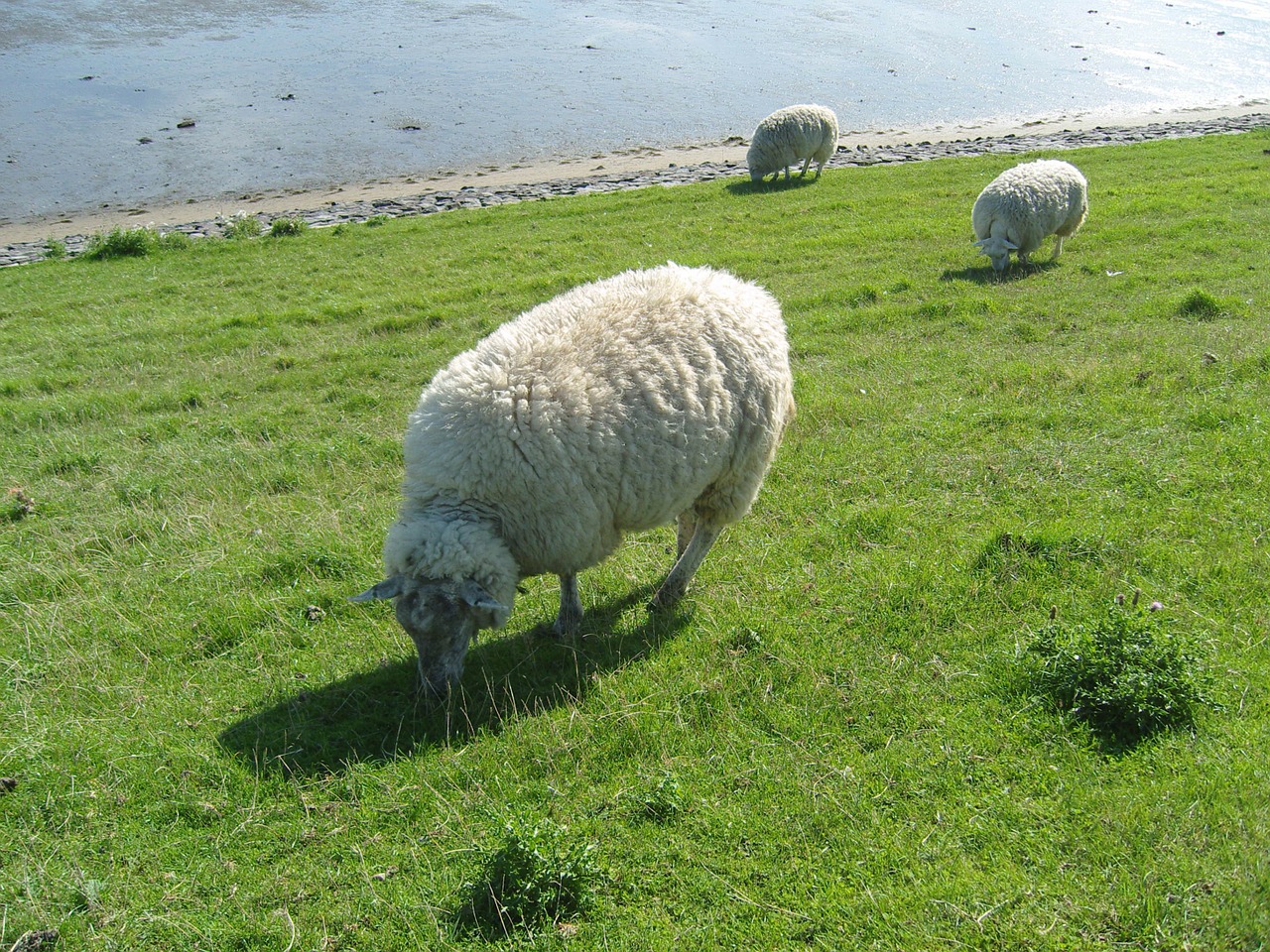 sheep grass meadow free photo