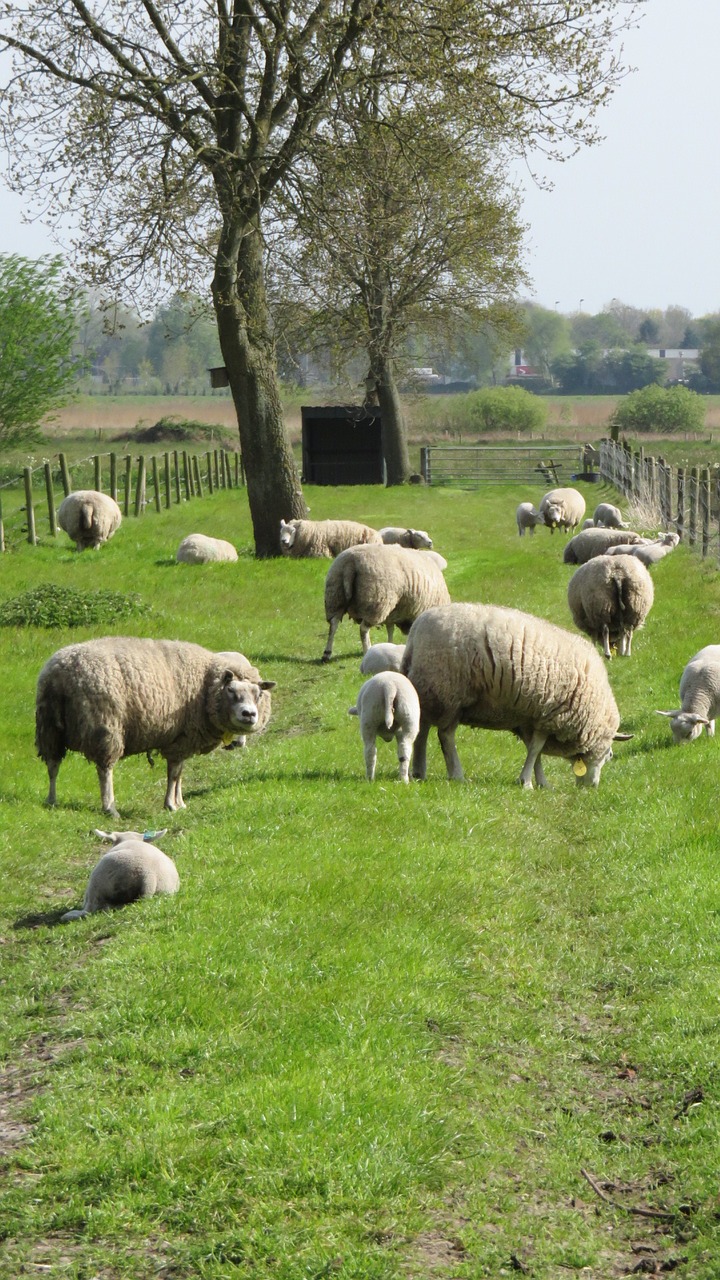 sheep nature farm free photo