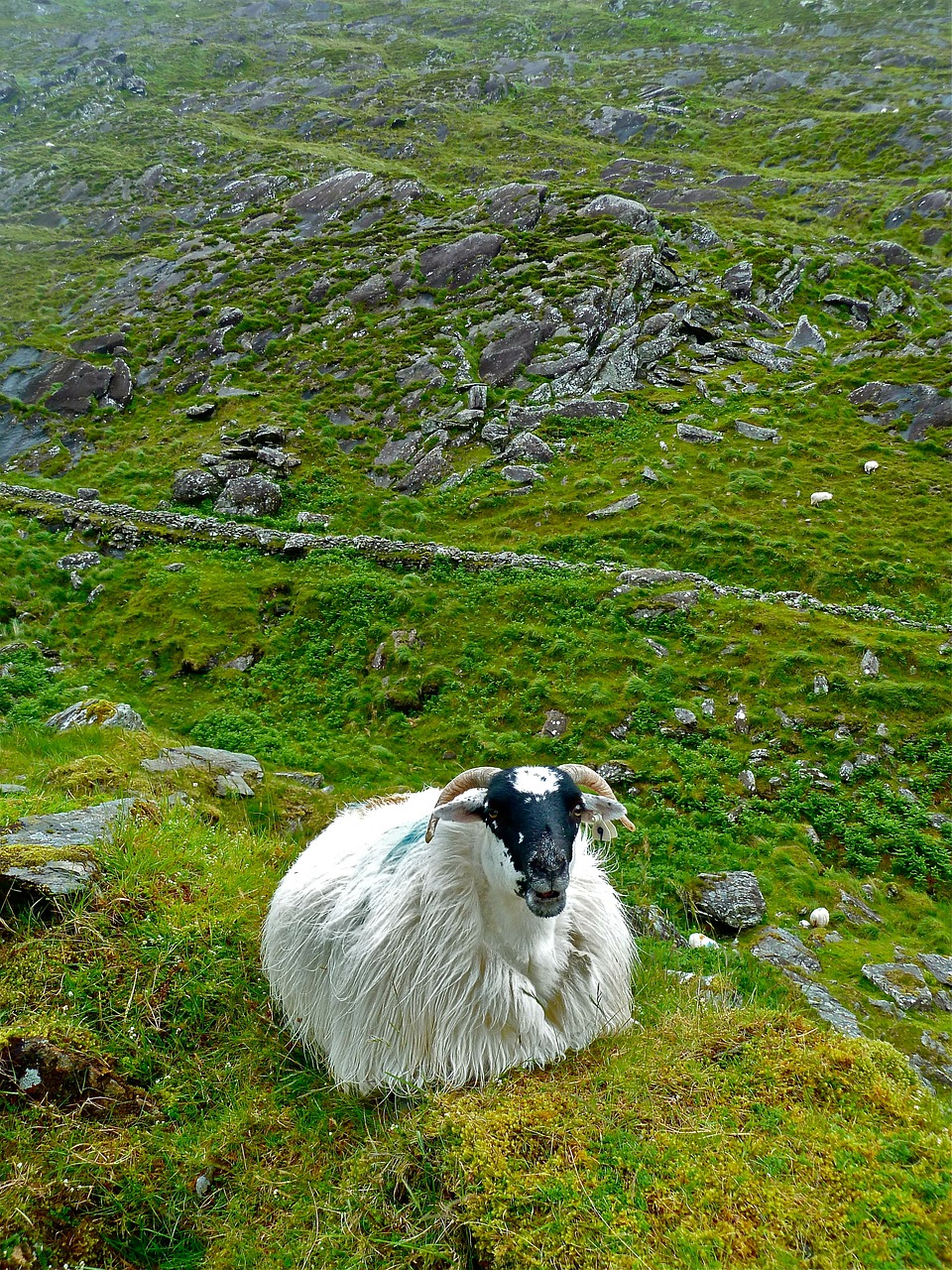 sheep ireland cute free photo